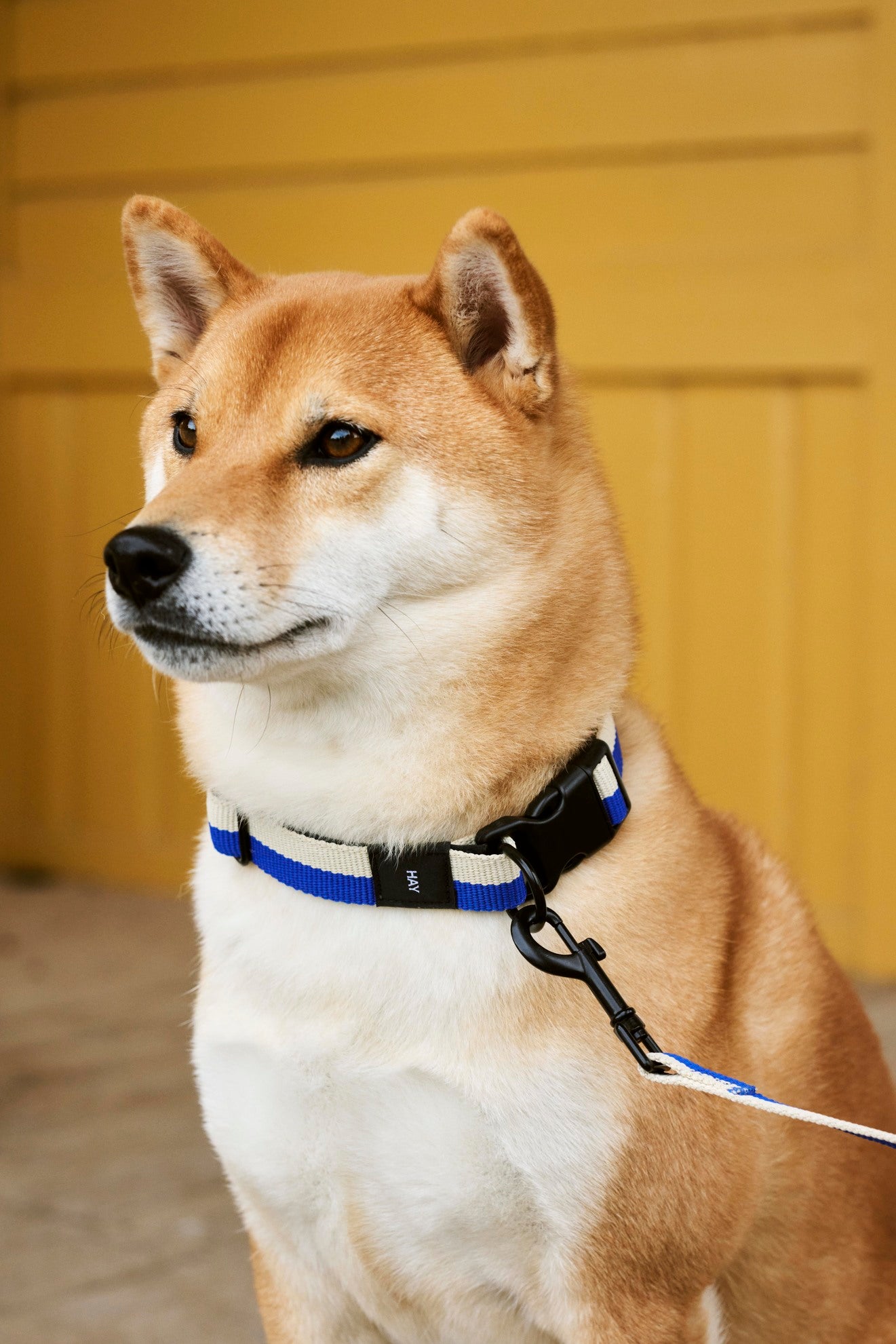 Dogs Collar Flat