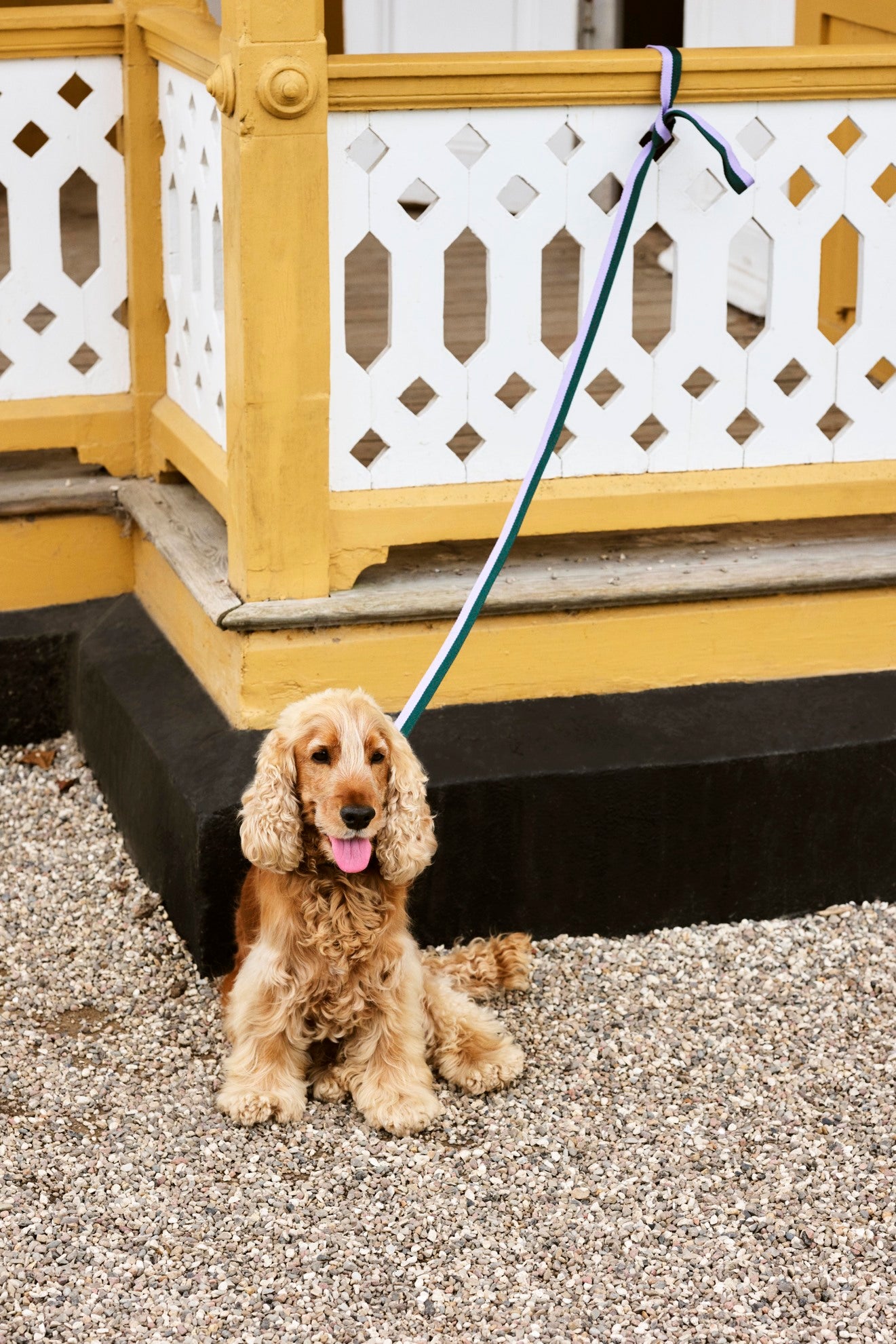 Dogs Leash Flat