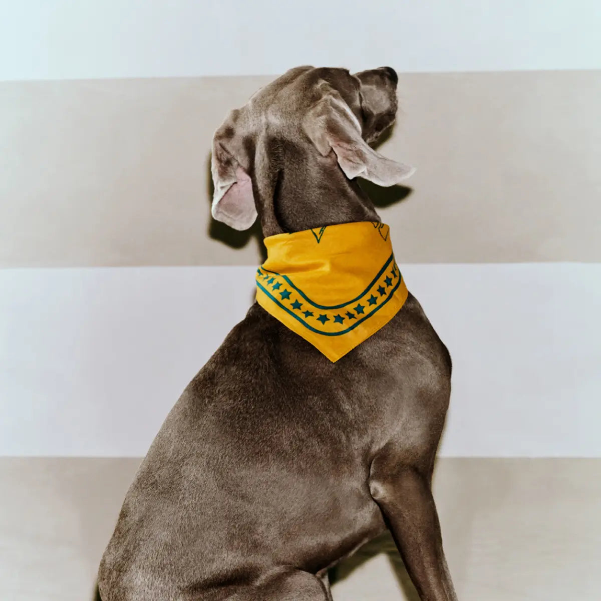 Dogs Scarf