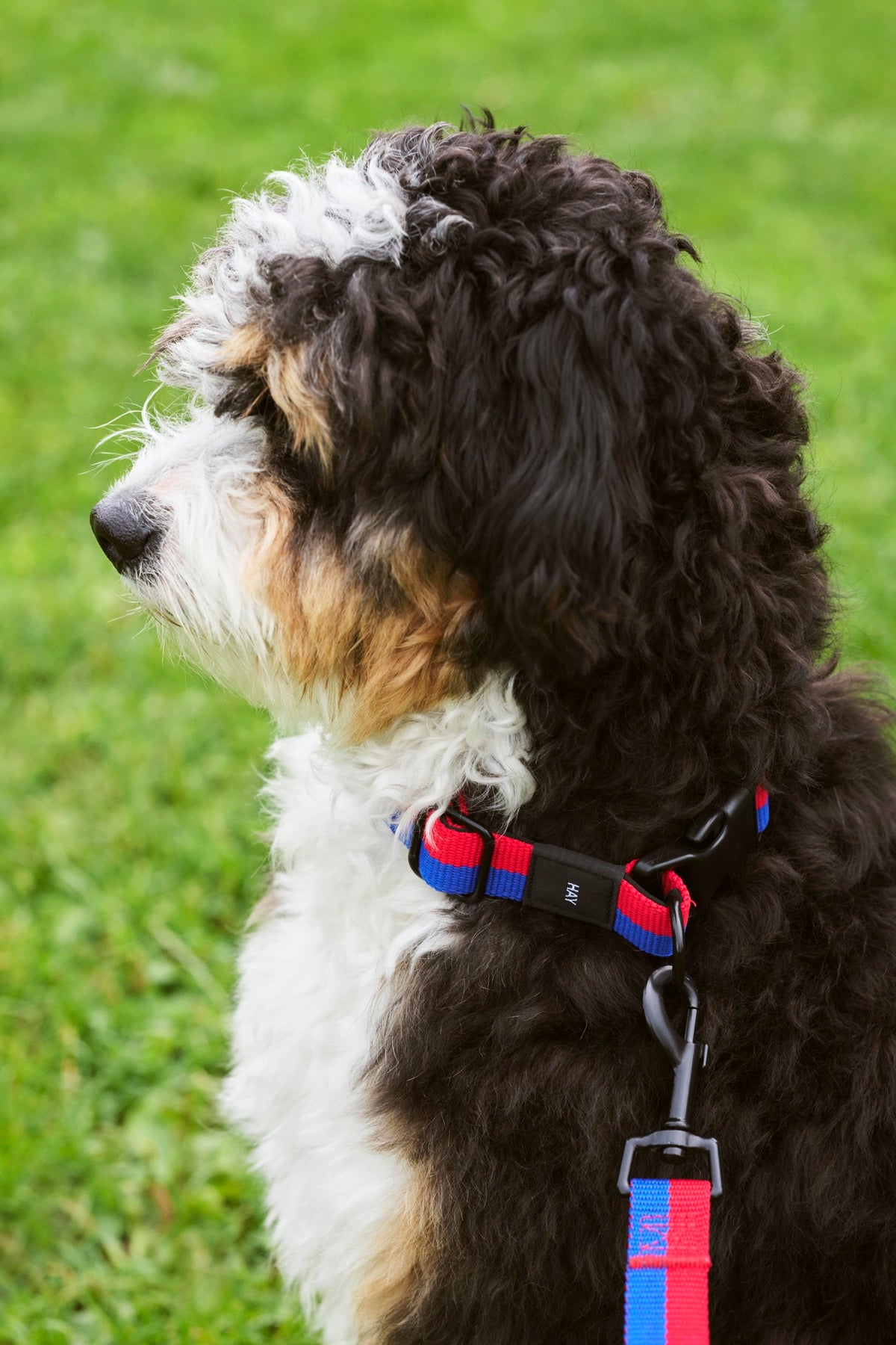 Dogs Collar Flat