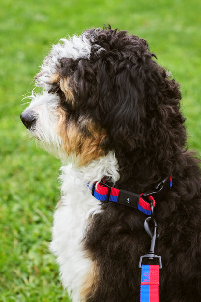Dogs Collar Flat