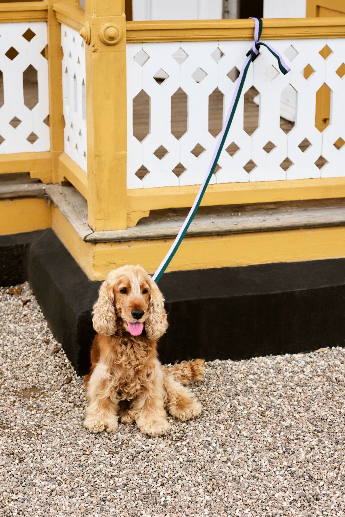 Dogs Leash Flat